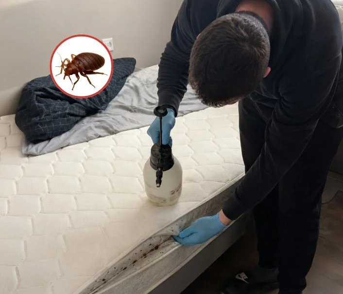 Technicien traitant un matelas contre les punaises de lit à Le Plessis-Bouchard